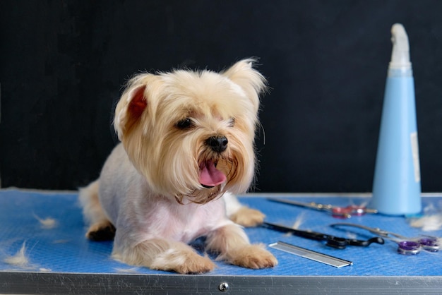 Un Yorkshire terrier con una testa non tagliata giace sul tavolo accanto agli strumenti per la toelettatura