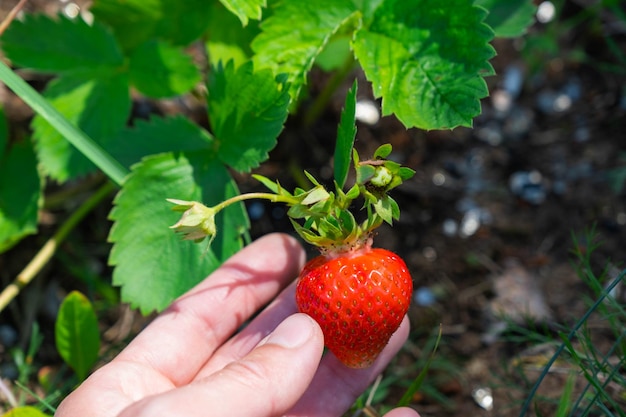 Una bacca di fragola matura e succosa su un letto nel tuo giardino Bacca ecologica coltivata da un contadino in estate durante il raccolto del villaggio