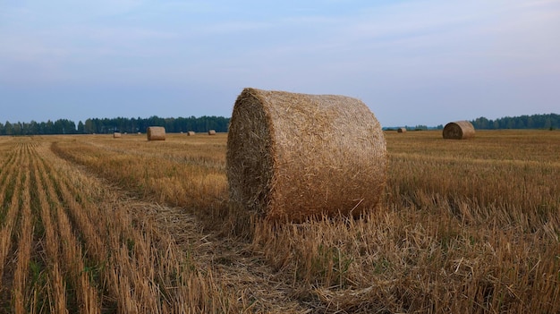 Una balla di fieno nel campo dorato sullo sfondo di una foresta.