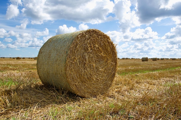 Una balla di fieno nel campo Raccolta del fieno a fine estate