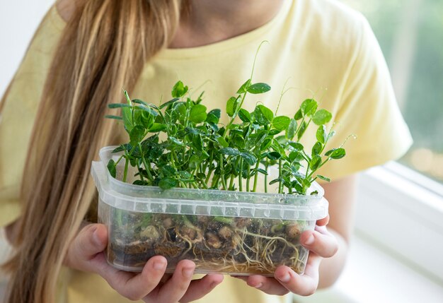 Una bambina alla finestra guarda come crescono i microgreen