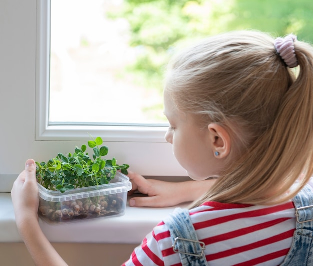 Una bambina alla finestra guarda come crescono i piselli microgreen