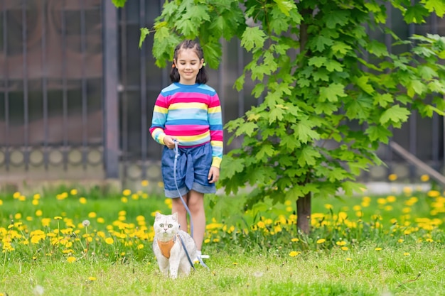 Una bambina cammina un adorabile gatto britannico bianco che indossa un'imbracatura arancione