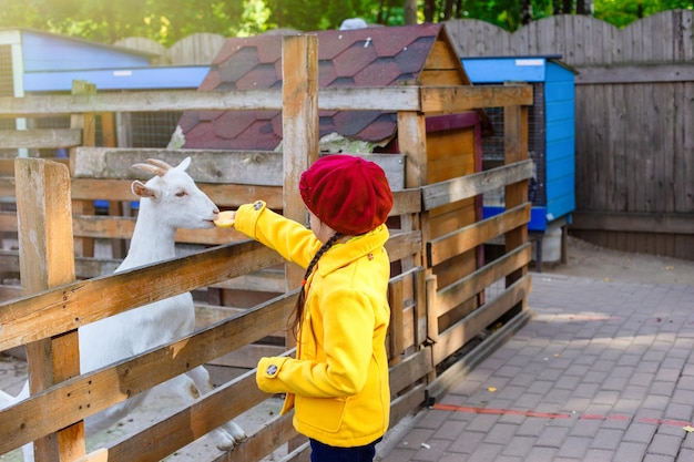 Una bambina con un cappotto giallo e un berretto dà da mangiare una mela a una capra bianca in piedi in un paddock di legno