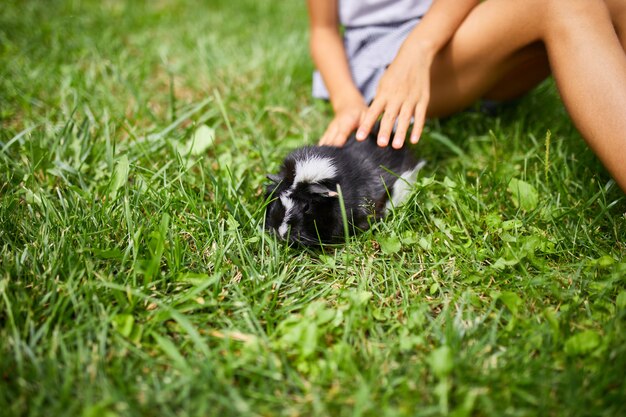 Una bambina gioca con il porcellino d'India nero seduto all'aperto in estate, Pet calico cavia lambisce nell'erba del cortile del suo proprietario