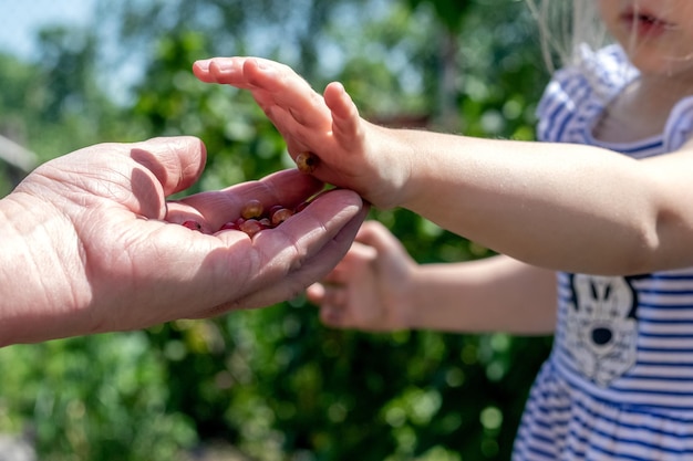 Una bambina in giardino regala bacche a sua nonna La bambina tratta sua nonna