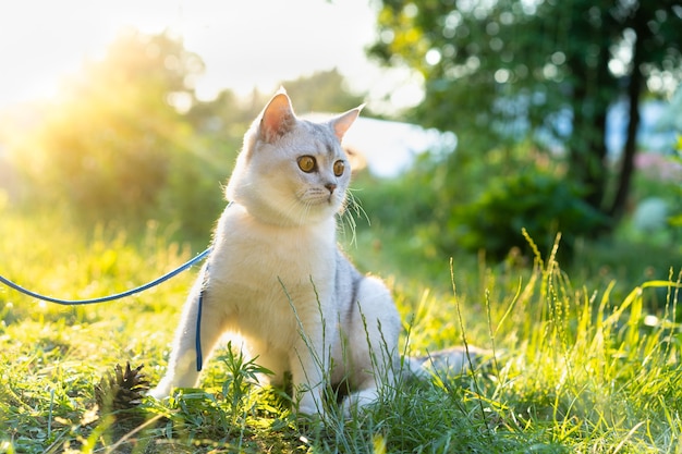 Una bambina porta a spasso un grosso gatto scozzese bianco con le orecchie dritte nella natura amore per gli animali