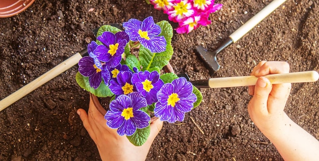 Una bambina sta piantando fiori Il giovane giardiniere Messa a fuoco selettiva della natura