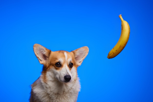 Una banana gialla matura che pende sopra la testa del cane.