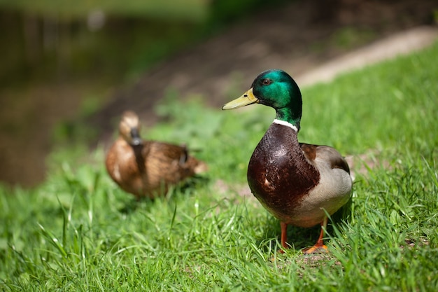 Una bella anatra cammina nel parco