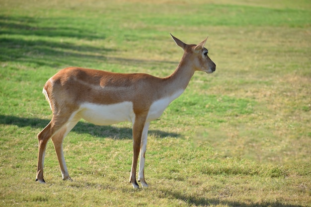 Una bella Antilope nera