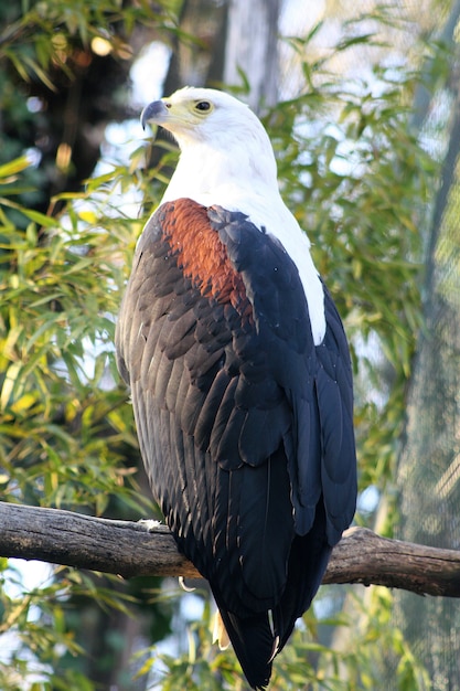 una bella aquila su legno