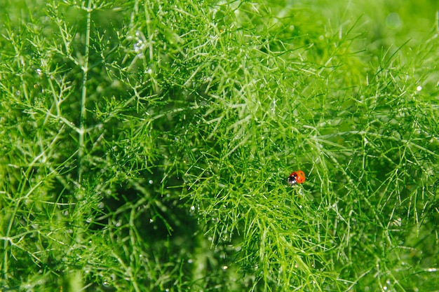 Una bella coccinella è seduta su un aneto verde. Goccioline d'acqua splendenti dopo la pioggia pendono dall'aneto.