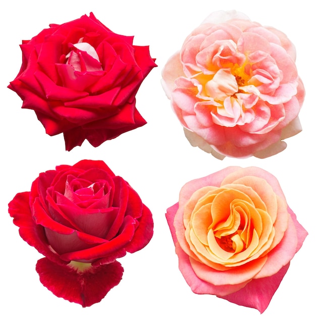 Una bella collezione di fiori di rose nei colori bianco, rosso e rosa isolati su sfondo bianco. Carta di matrimonio. Mazzo. Disposizione piatta, vista dall'alto