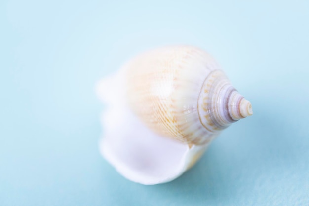 Una bella conchiglia di mare sullo sfondo blu