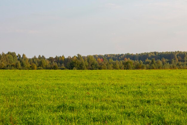 Una bella decorazione primaverile Uccelli di erba verde nel cielo