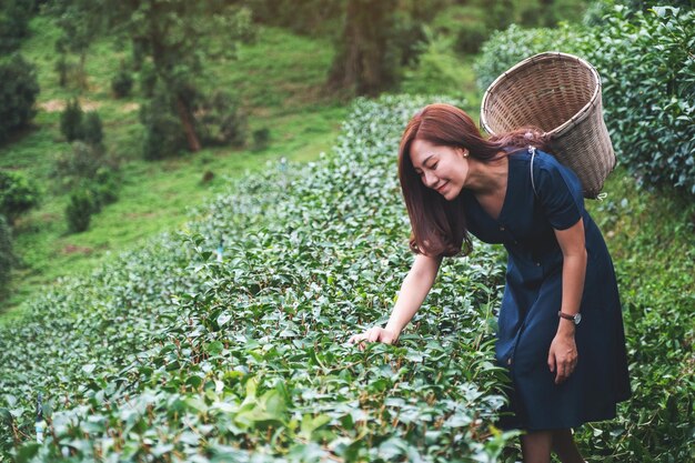 Una bella donna asiatica che raccoglie una foglia di tè in una piantagione di tè dell'altopiano