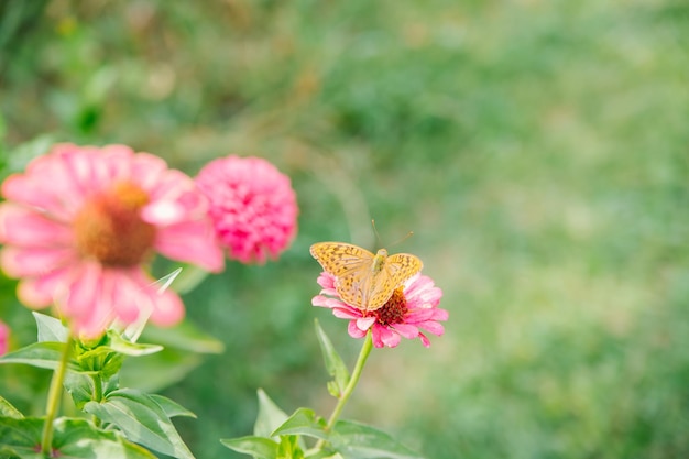 Una bella farfalla arancione si siede su un fiore rosa La bellezza è nella natura La farfalla beve il nettare e impollina i fiori Sfondo naturale