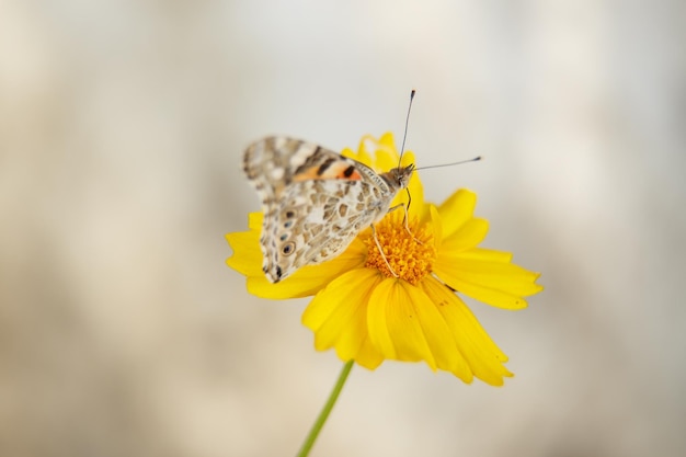 Una bella farfalla beve il nettare da un fiore giallo in un giorno di sole macrofotografia messa a fuoco selettiva con una bassa profondità