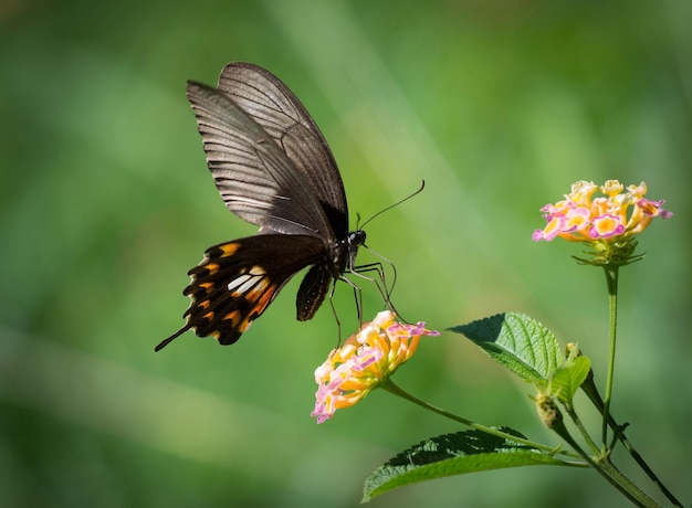 Una bella farfalla nera si siede su un fiore