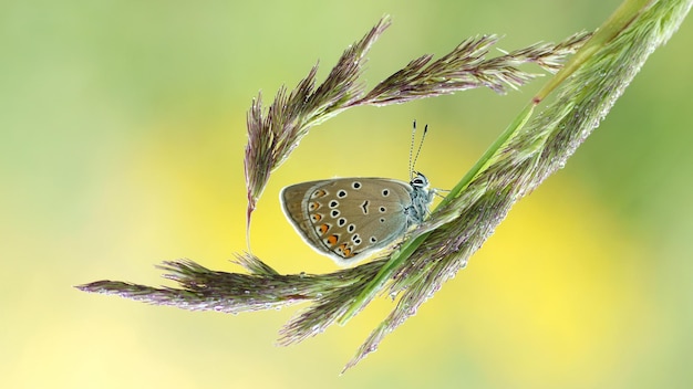 Una bella farfalla si siede sull'erba.