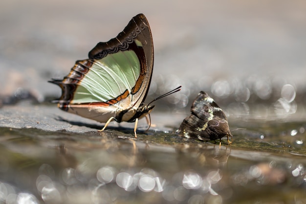 Una bella farfalla sullo sfondo della natura