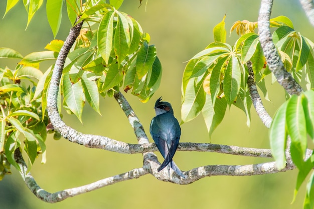 una bella femmina Grayrumped Treeswift appollaiata e riposante