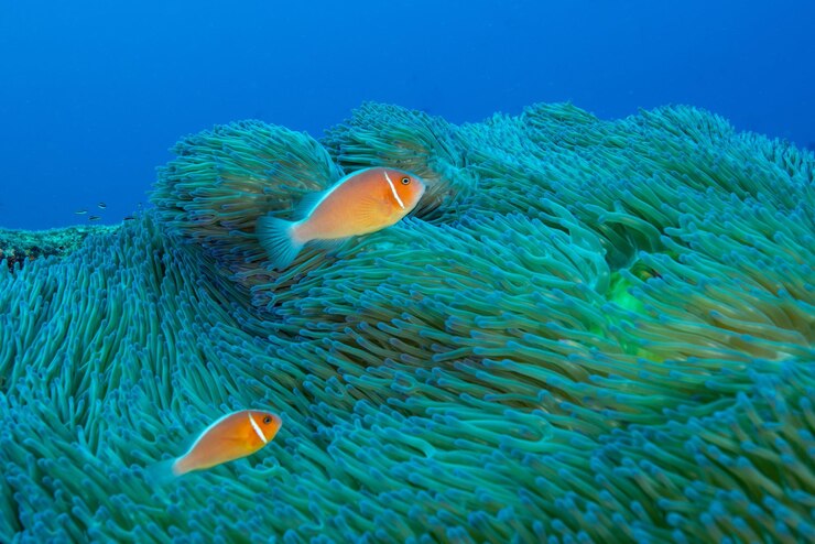 Una bella foto di un pesce pagliaccio pink che nuota nell'oceano.
