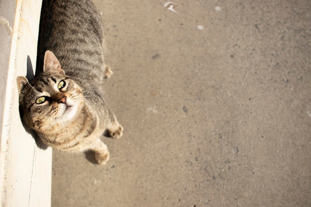 Una bella foto di un simpatico gatto