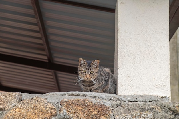 Una bella gatta giovane con begli occhi e pelo tigrato ci osserva nascosta dietro una colonna