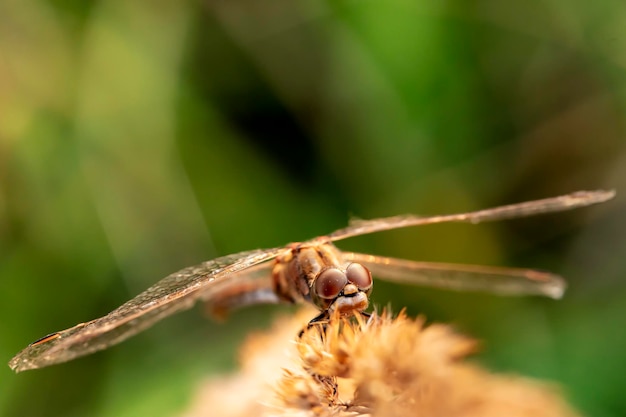 Una bella grande libellula si siede su una pianta su uno sfondo sfocato