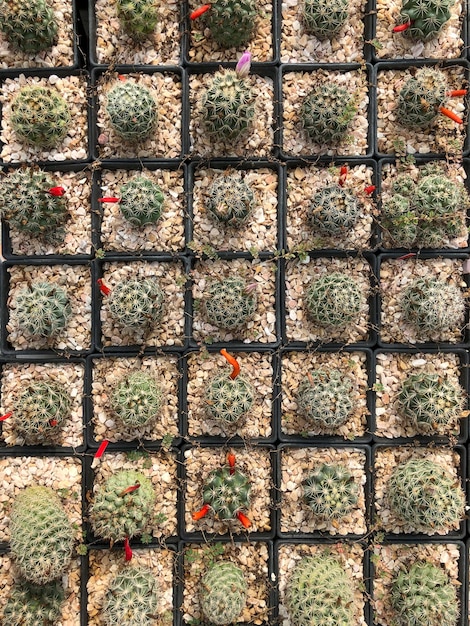 Una bella immagine di sfondo di un piccolo cactus echino in diversi piccoli vasi.