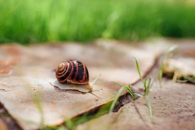 Una bella lumaca bagnata striscia lungo un sentiero del giardino fatto di pietra