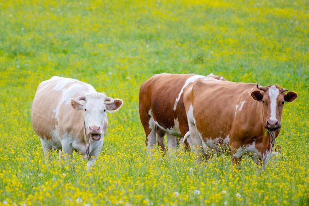 Una bella mucca pascola in estate su un prato verde. L'animale guarda direttamente nella fotocamera della fotocamera.