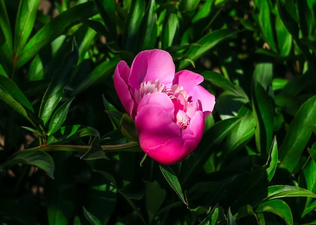 una bella peonia rosa cresce in un giardino fiorito. concetto di coltivazione di fiori