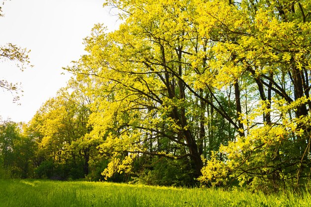 Una bella quercia in un campo erboso con il sole che splende attraverso i rami verdi