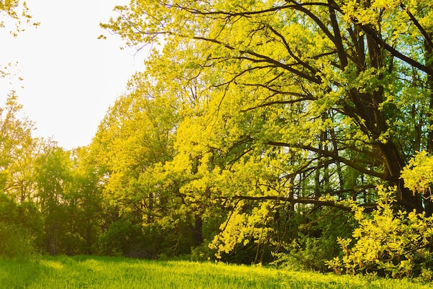 Una bella quercia in un campo erboso con il sole che splende attraverso i rami verdi