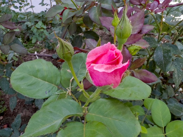 Una bella rosa all'ombra