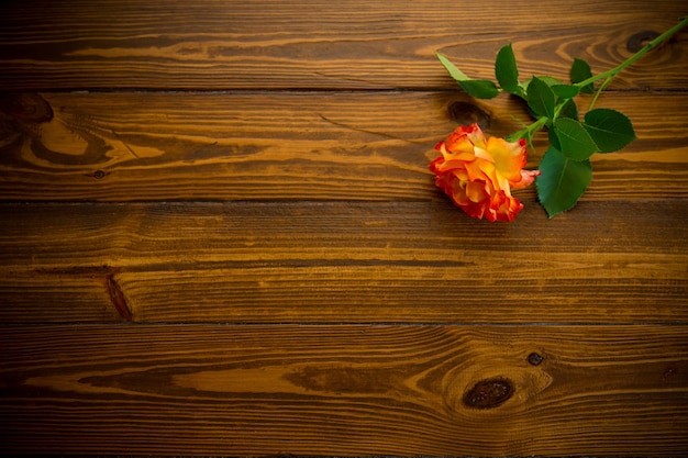 Una bella rosa in fiore rossa su un tavolo di legno