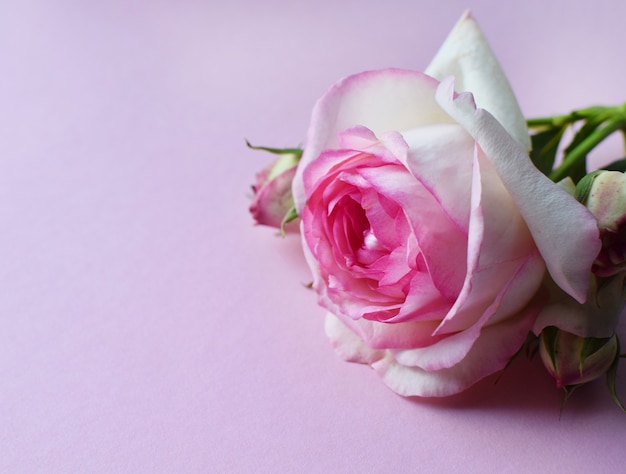 Una bella rosa rosa con boccioli su uno sfondo rosa. San Valentino. Copia spazio.