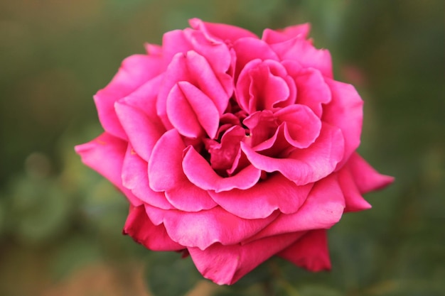 Una bella rosa rosa delicata sorprende per la sua bellezza ed eleganza