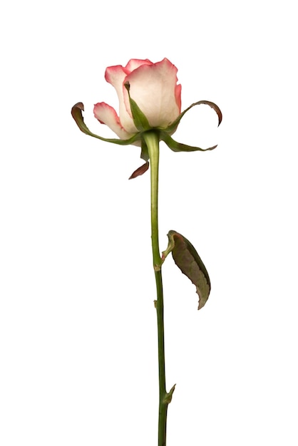 Una bella rosa rosa e bianca isolata su uno sfondo bianco