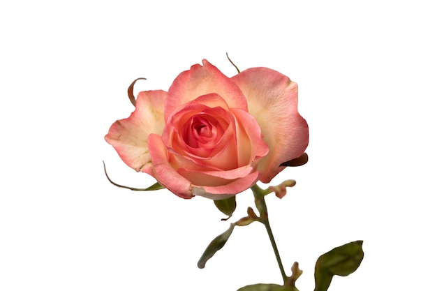 Una bella rosa rosa e bianca isolata su uno sfondo bianco