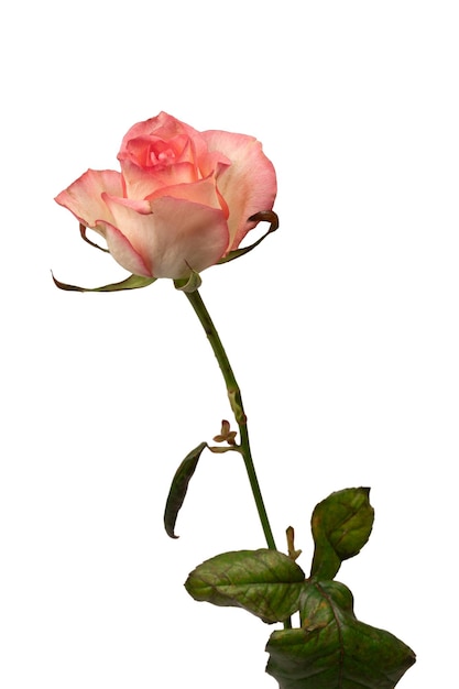 Una bella rosa rosa e bianca isolata su uno sfondo bianco