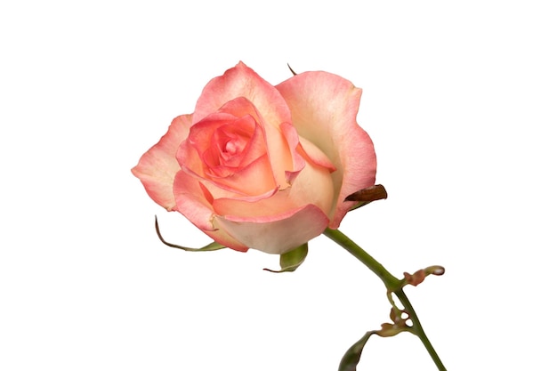 Una bella rosa rosa e bianca isolata su uno sfondo bianco