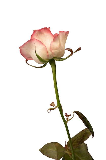 Una bella rosa rosa e bianca isolata su uno sfondo bianco