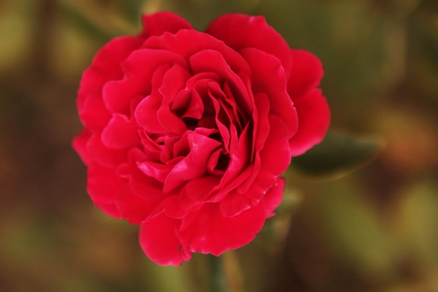 Una bella rosa rossa tenera sorprende per la sua bellezza e originalità