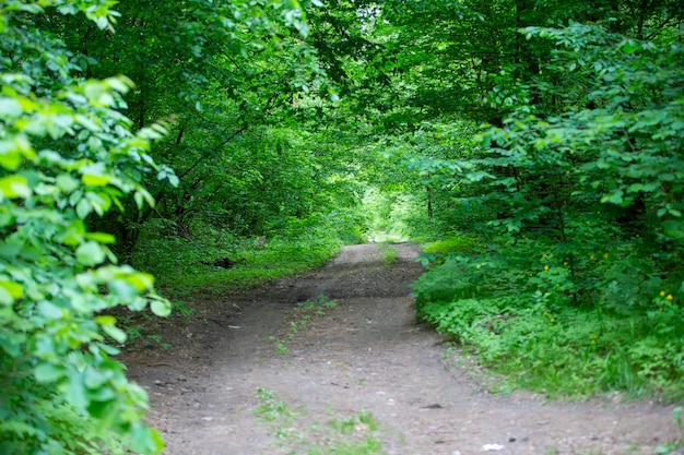 Una bella strada nella foresta Estate natura nella foresta