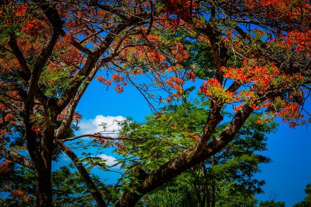 Una bella vista degli animali nello zoo Brasile di Brasilia