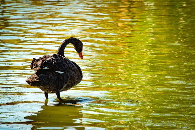 Una bella vista degli animali nello zoo Brasile di Brasilia